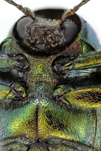 Cryptocephalus aureolus